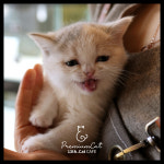 13번째고양이분양카페