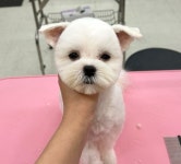 개예쁨주의