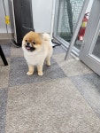 체인지펫미용