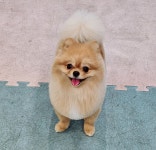개예쁨주의