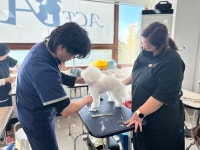 일산에이스애견미용학원