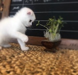 광주강아지분양 짱구애견하우스