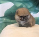 광주강아지분양 짱구애견하우스