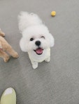 내 강아지의 봄 일산애견유치원&애견호텔