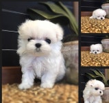 광주강아지분양 짱구애견하우스