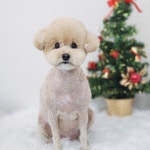 멍데이즈