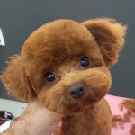 개예쁨주의