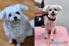 개예쁨주의