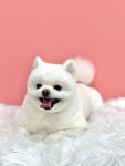 애견미용 댕이샵