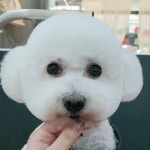 개예쁨주의