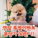 김해 강아지분양 고양이분양 베베몽