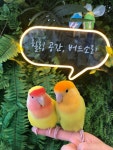 버드소리 천안점