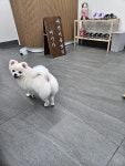 멍멍애견샵