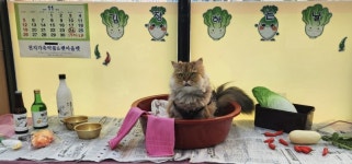 펫아울렛&천지가축약품