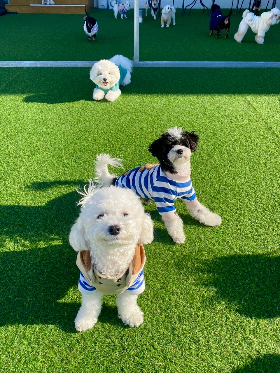 펫라운지 애견유치원 & 애견호텔