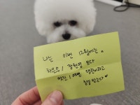 내 강아지의 봄 일산애견유치원&애견호텔