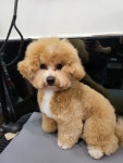 왈왈그루밍