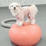 키움발자국 애견유치원