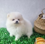 더펫 거제본점