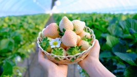 참사랑딸기농원