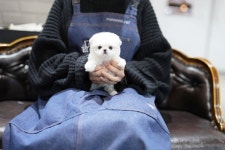 천안 강아지분양 고양이분양 파라다이스펫본점