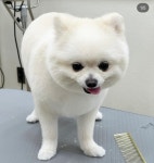 파이드포포