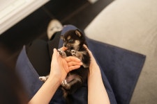 드림독 강아지분양 안심분양센터 천안불당점