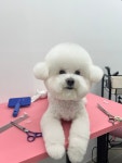 포포펫살롱