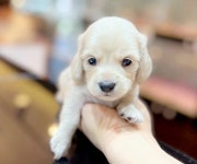 블리독 인천청라점 고양이강아지분양말티푸미니비숑포메라니안