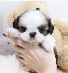 블리독 인천청라점 고양이강아지분양말티푸미니비숑포메라니안