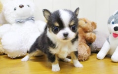 블리독 인천청라점 고양이강아지분양말티푸미니비숑포메라니안