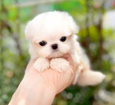 블리독 인천청라점 고양이강아지분양말티푸미니비숑포메라니안