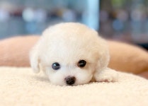 블리독 인천청라점 고양이강아지분양말티푸미니비숑포메라니안