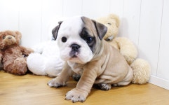 블리독 인천청라점 고양이강아지분양말티푸미니비숑포메라니안