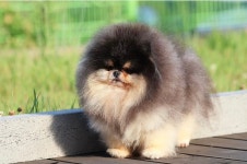 포메라니안켄넬 DBK