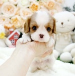 블리독 인천청라점 고양이강아지분양말티푸미니비숑포메라니안