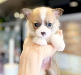 블리독 인천청라점 고양이강아지분양말티푸미니비숑포메라니안