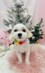 꼬순내 댕댕 살롱