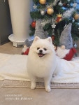 그루밍140애견미용실