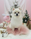 꼬순내 댕댕 살롱