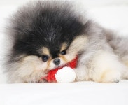 포메라니안켄넬 DBK