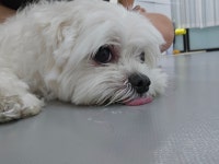 우다다댕산 애견호텔