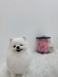 사르르몽몽