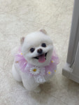 사르르몽몽