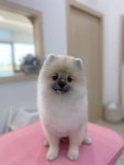 사르르몽몽