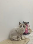 사르르몽몽