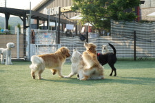 38.5도그