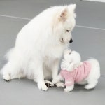 키움발자국 애견유치원
