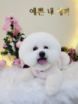 파파펫살롱