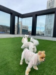 머뭄애견유치원 꿈의숲점